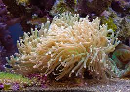 soft coral